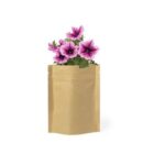 Pot de ligne nature dans une enveloppe en papier. 5-8 Graines de Pétunia Incluses. Fleurs Couleurs Diverses